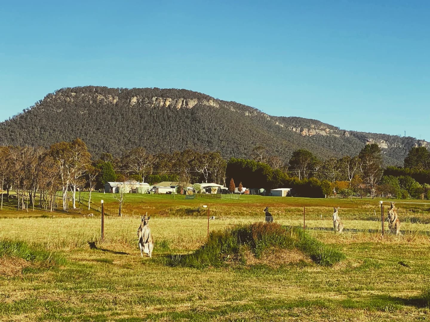 Kangaroos