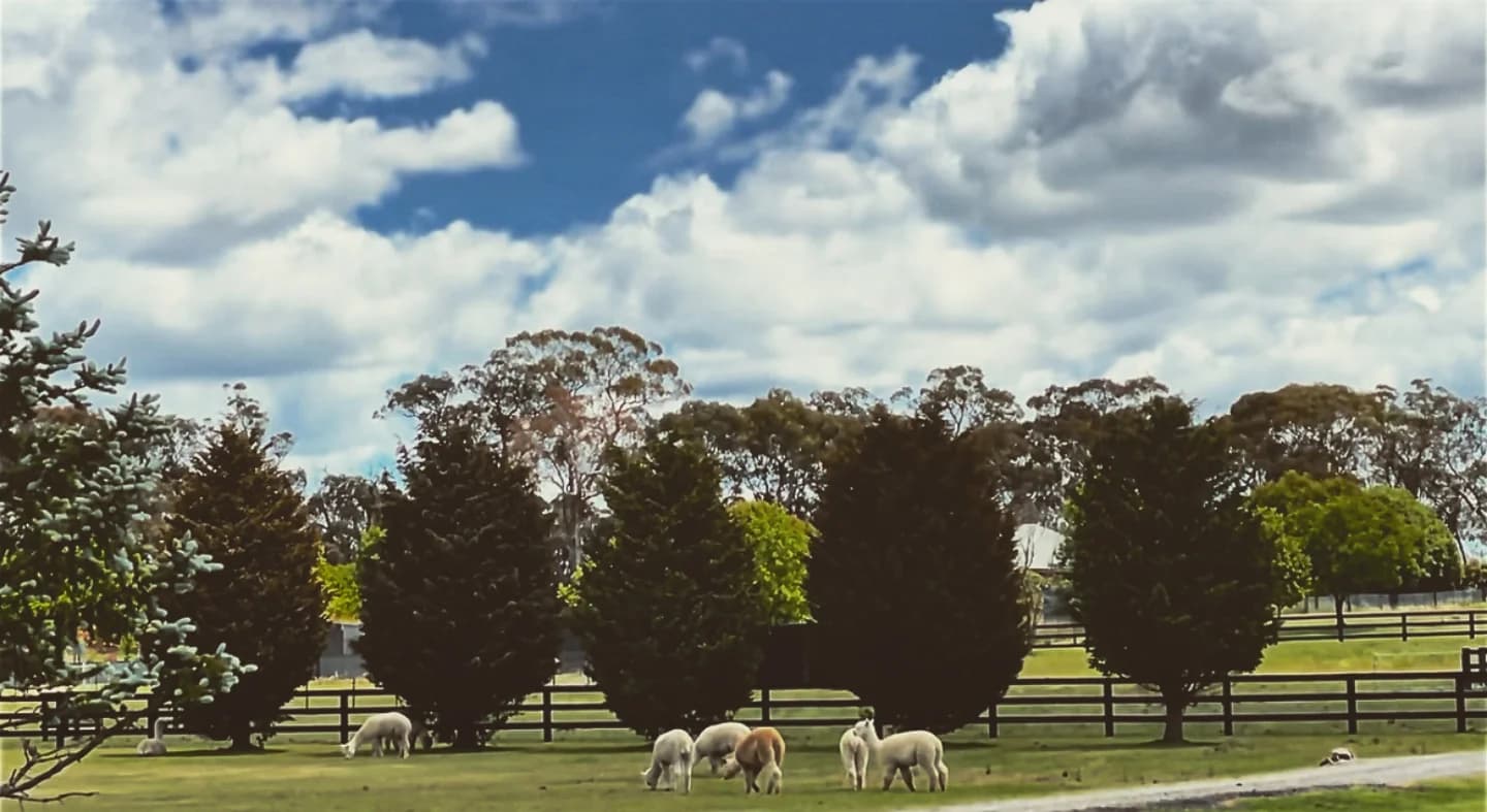 Sheep next door